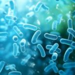 Lactobacillus Paracasei