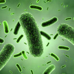 Lactobacillus Paracasei
